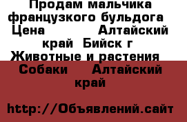 Продам мальчика французкого бульдога › Цена ­ 5 000 - Алтайский край, Бийск г. Животные и растения » Собаки   . Алтайский край